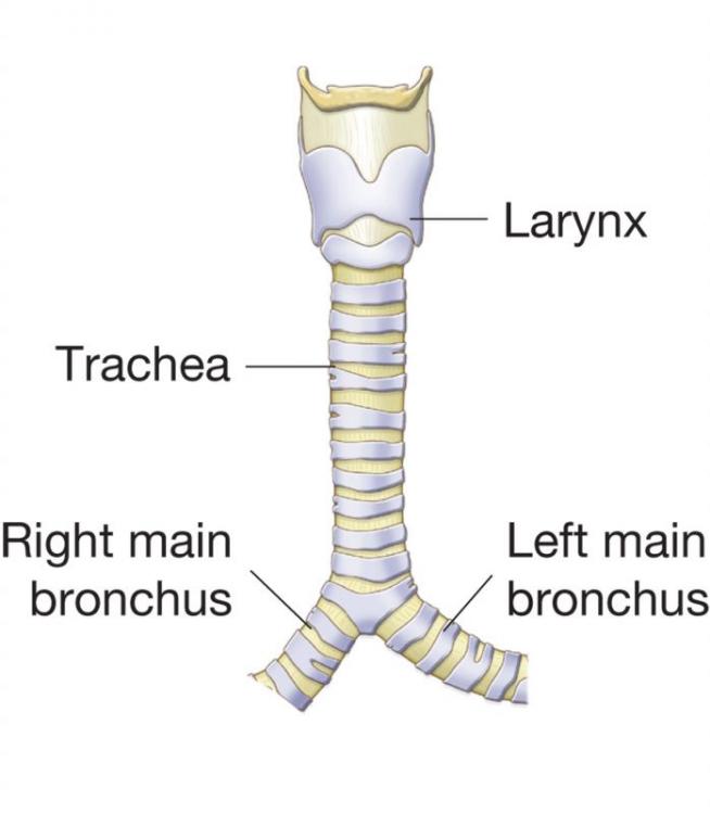 Trakea pada manusia terletak di depan kerongkongan dan tersusun atas tulang-tulang rawan berbentuk