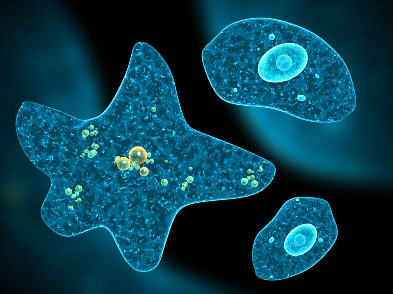 klasifikasi makhluk hidup protozoa