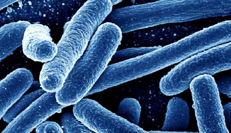 klasifikasi makhluk hidup bakteri