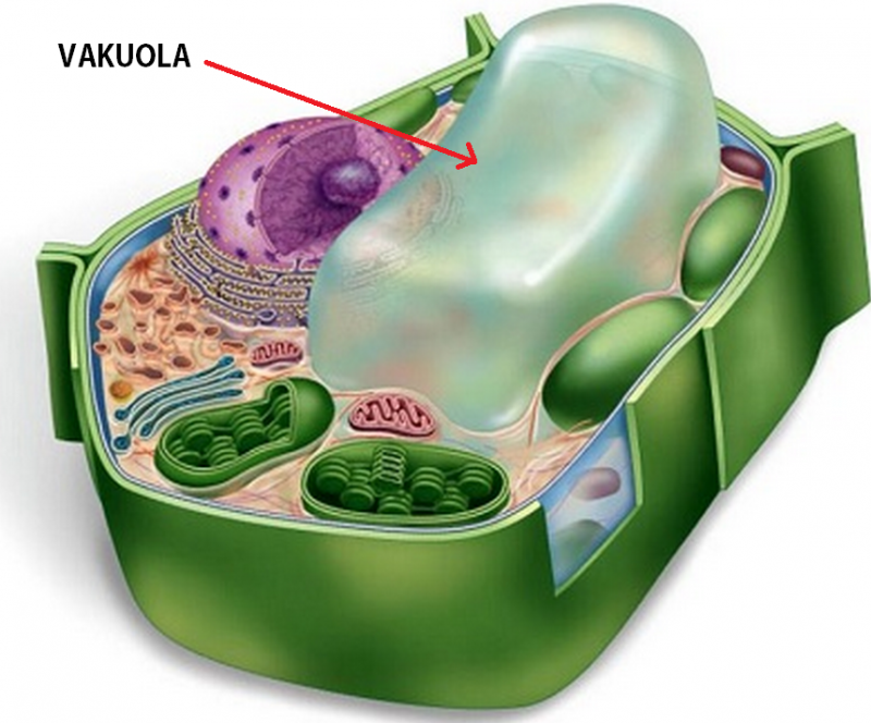 sel tumbuhan dan fungsinya: vakuola