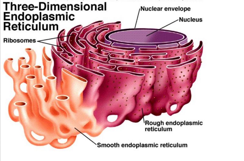 sel tumbuhan dan fungsinya: retikulum endoplasma
