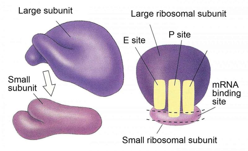 Sel tumbuhan dan fungsinya: Ribosom