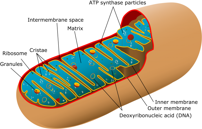 sel tumbuhan dan fungsinya: Mitokondria