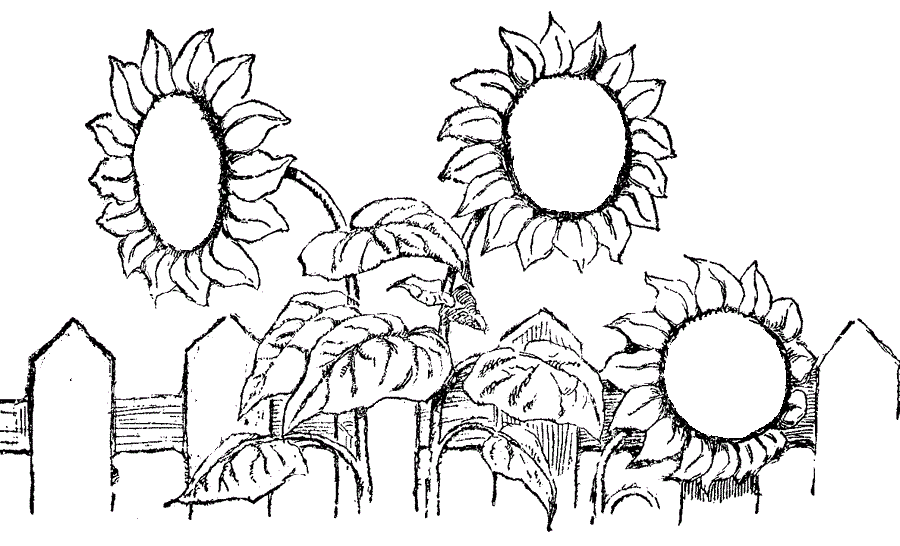 Gambar Bunga Matahari 