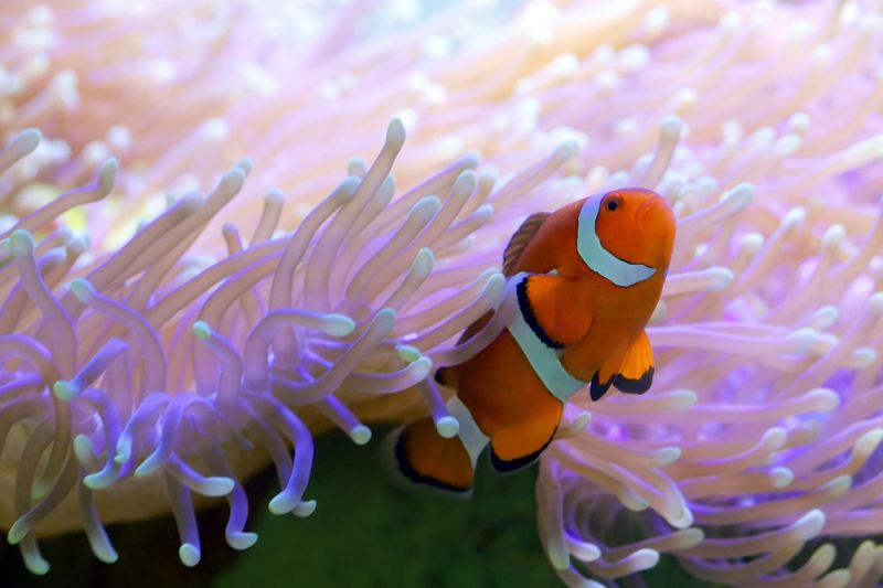 Nemo dan Anemon Laut