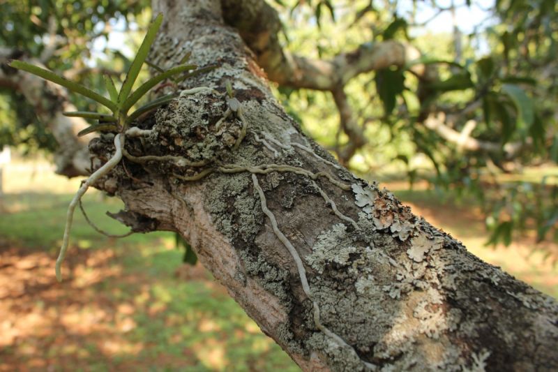Hubungan antara tumbuhan paku tanduk rusa dengan pohon kedondong merupakan suatu bentuk simbiosis