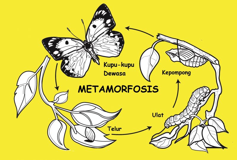 Proses Metamorfosis Kupu-kupu 