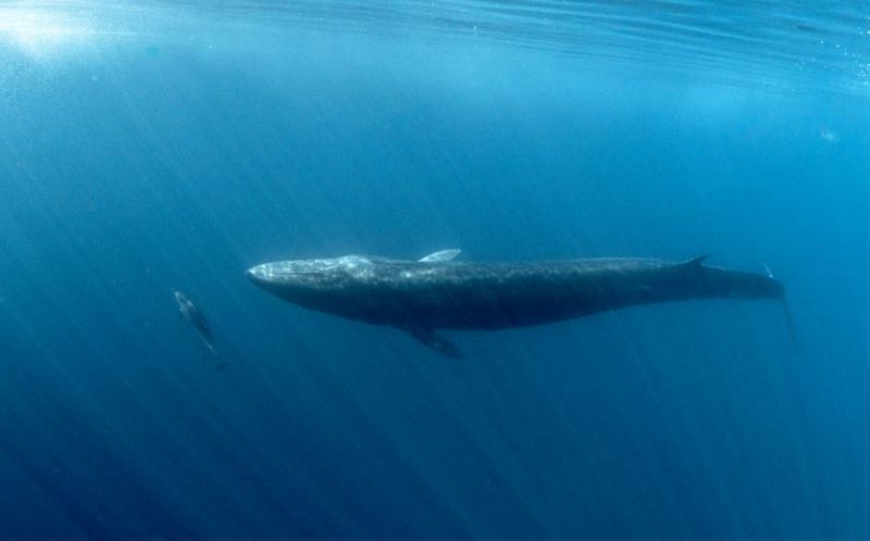 ikan terbesar di dunia paus sirip pungung