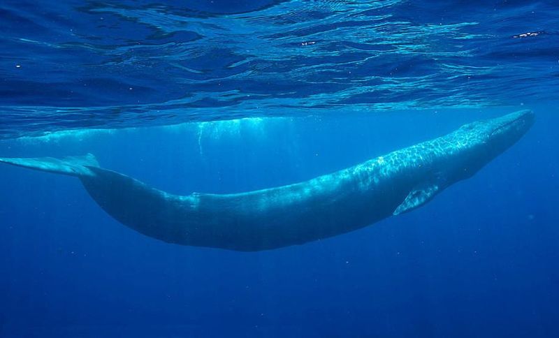 ikan terbesar di dunia blue whale paus biru