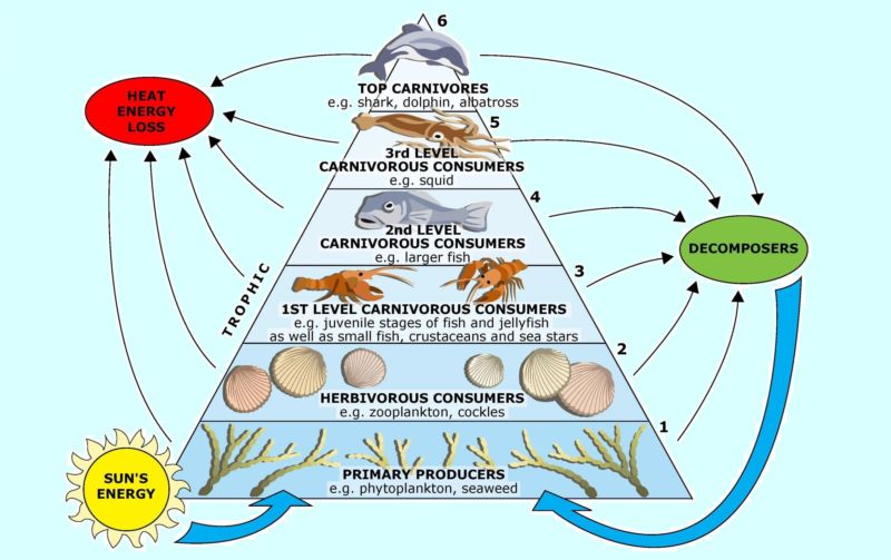 piramida makanan ekosistem laut