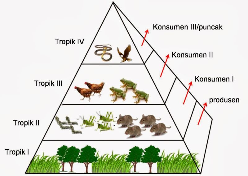 Pada piramida makanan tersebut organisme yang mempunyai biomassa paling kecil adalah