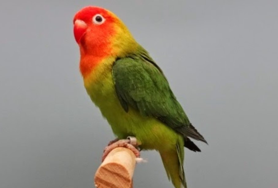 Lovebird Muka Merah