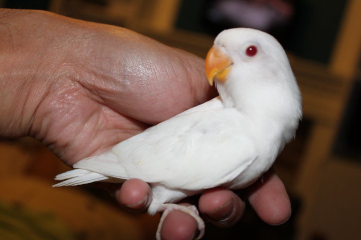 Lovebird Albino