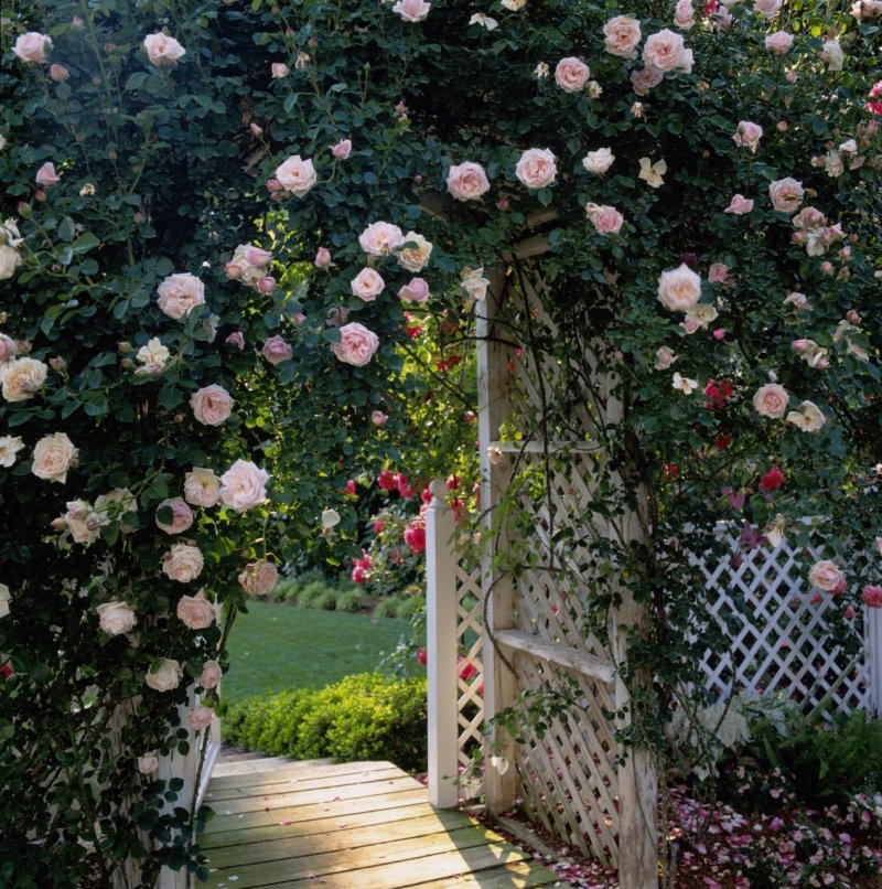 28. Breathtaking Rose Arbor