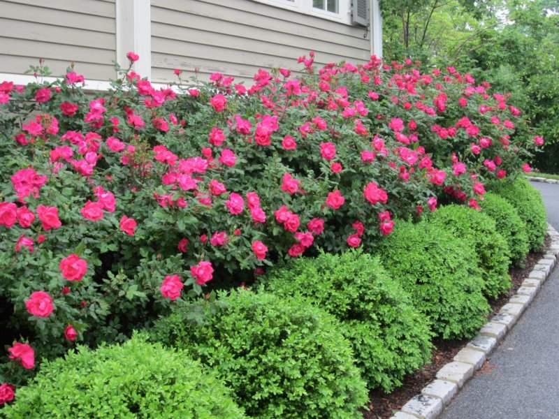 8. Evergreen Border with a Pop of Color