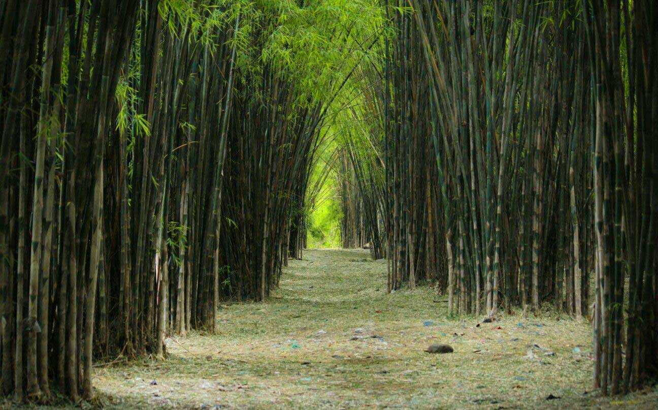 Hutan Bambu Keputih - Tempat Wisata Alam di Surabaya