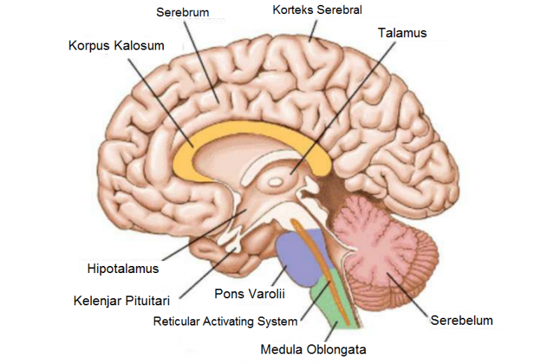 Bagian-bagian Otak