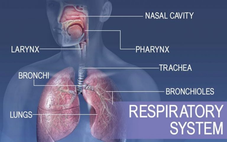 OrganOrgan Pernapasan Pada Manusia Beserta Fungsinya