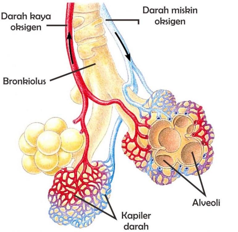 Hasil gambar untuk alveolus