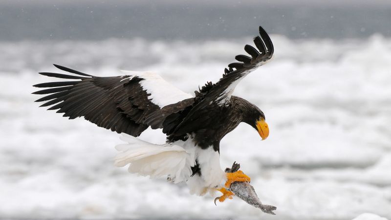 Poto Gambar Burung Rajawali - Antara Burung Elang Gagak ...