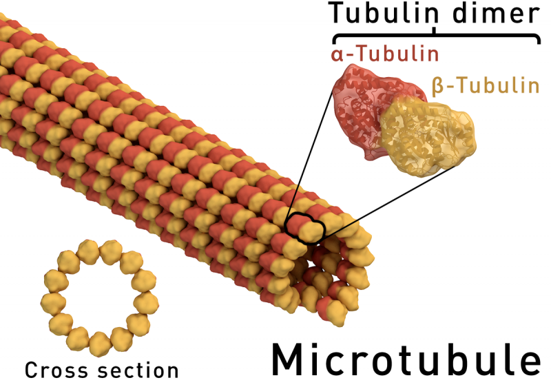 sel tumbuhan dan fungsinya: mikrotubulus