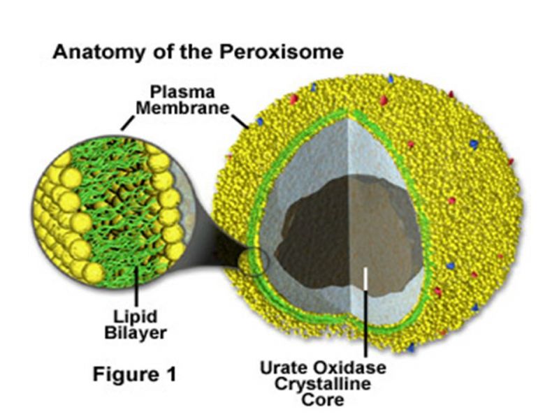 sel tumbuhan dan fungsinya: peroksisom
