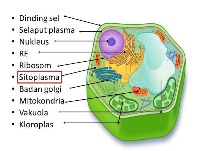  Sel  Tumbuhan  dan  Fungsinya  Beserta  Gambar Organel organel Sel 