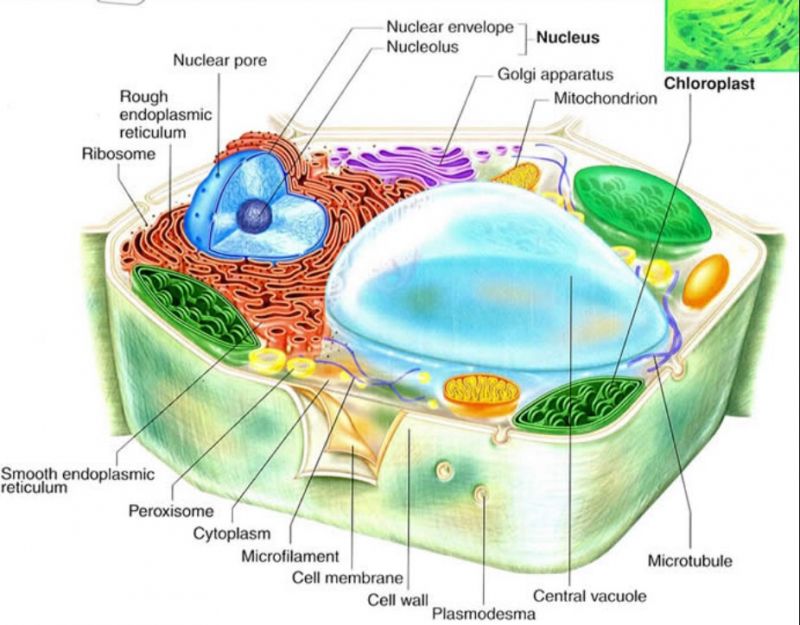 struktur sel tumbuhan