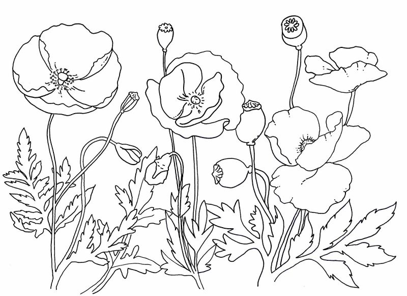 Gambar Bunga Poppy 
