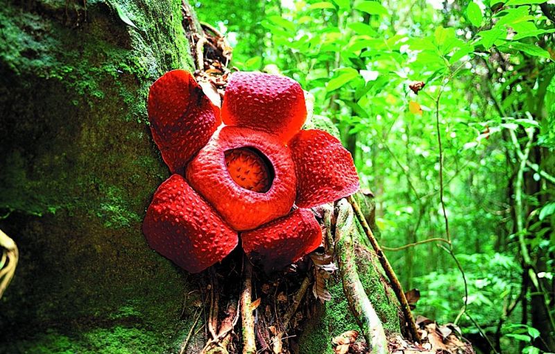 Rafflesia Arnoldi dan Inangnya 