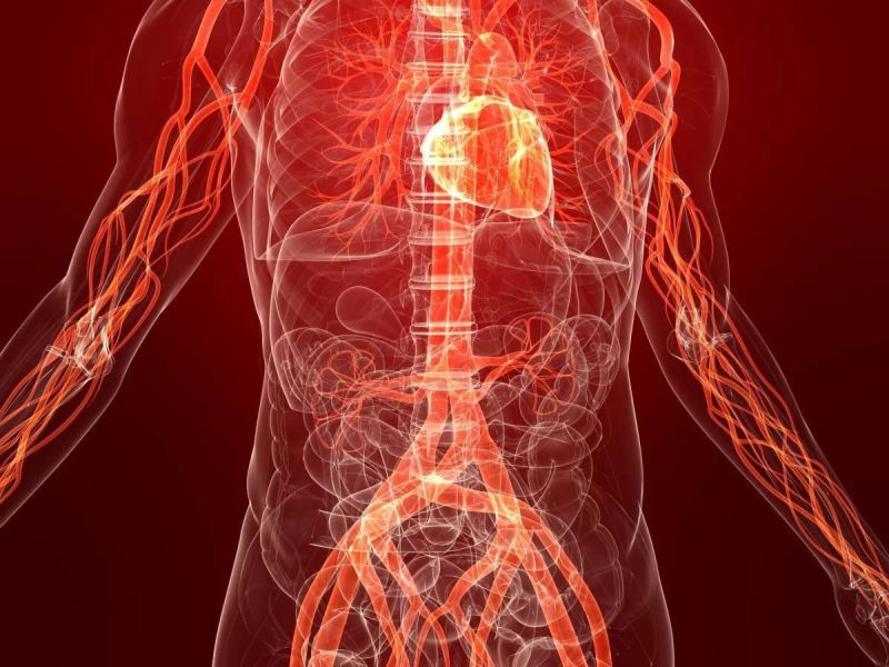 organ-organ sistem peredaran darah manusia