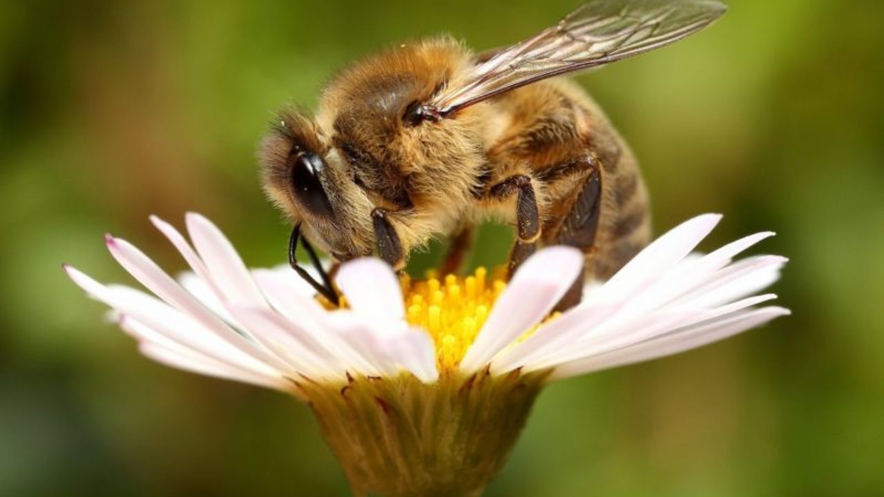 32+ Buat Sketsa Gambar Lebah Dan Bunga Terlengkap | Hobisket