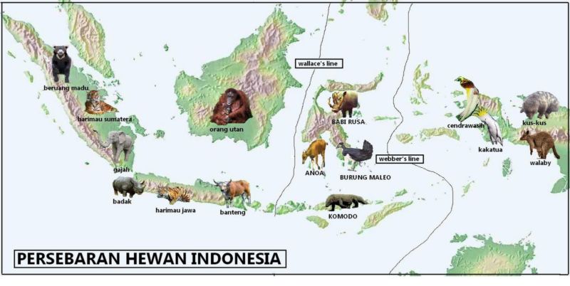 11 Hewan  Langka  Di  Indonesia  Dilindungi Terancam Punah