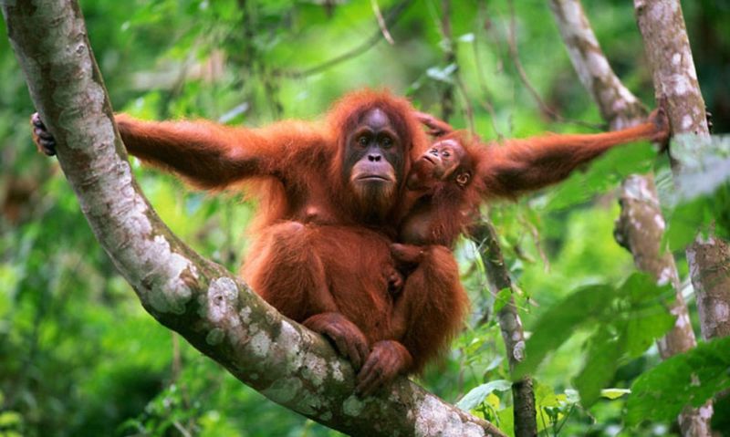 hewan langka orangutan sumatera