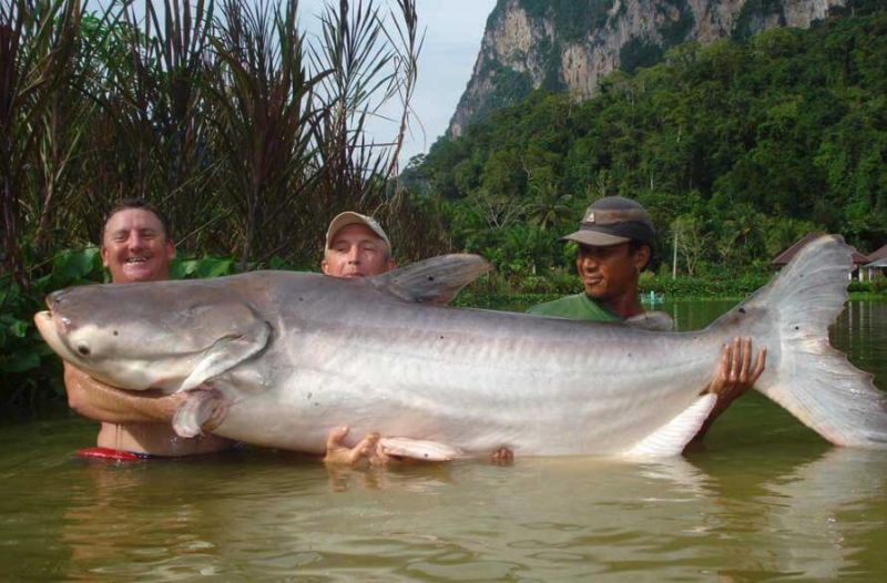 ikan terbesar di dunia lele mekong