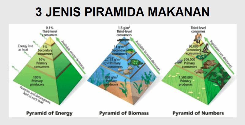 Piramida Makanan / Contoh / Pengertian / Penjelasan 