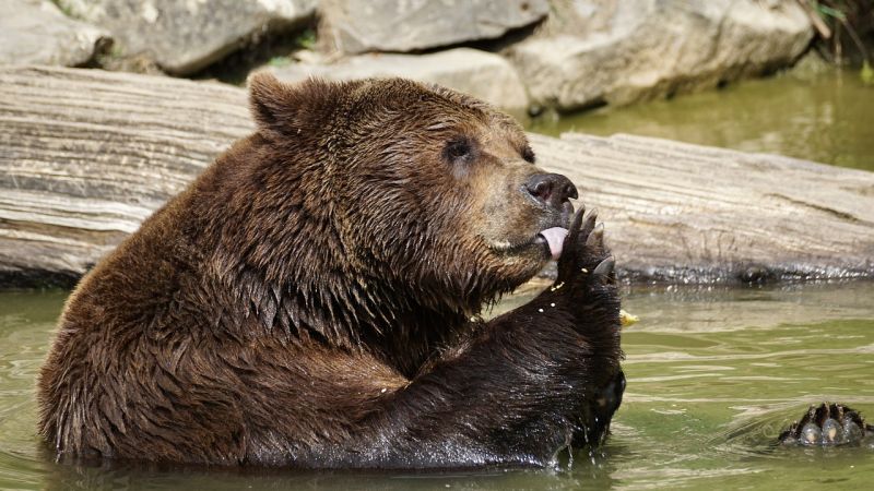 beruang madu omnivora