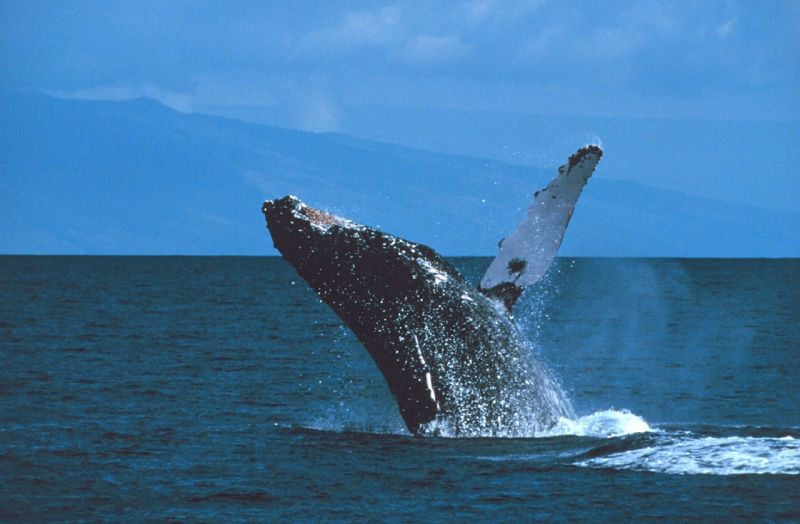 paus sebagai hewan omnivora