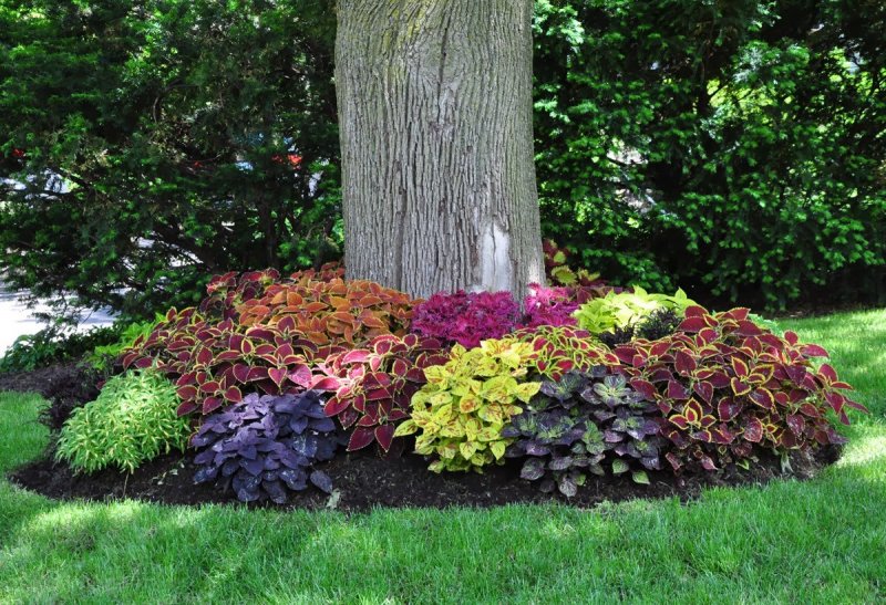 11. Circular Flower Bed under Trees