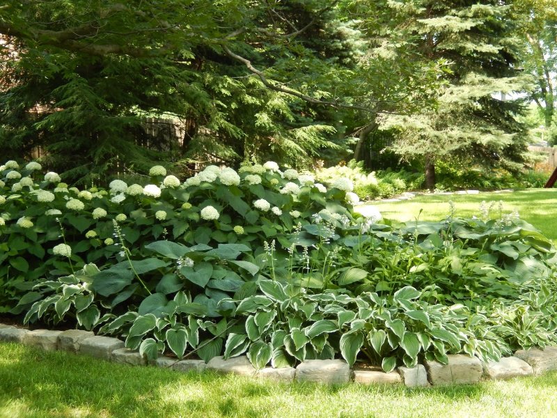 13. Lush Hostas and Hydrangeas