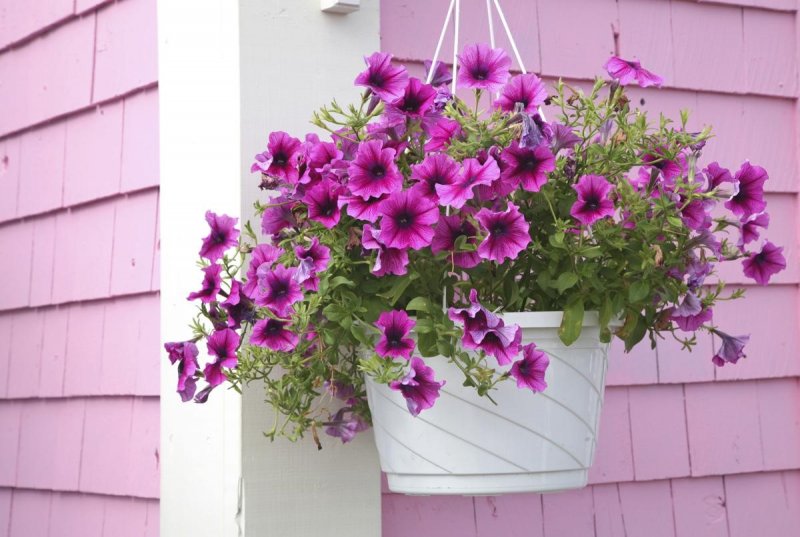 19. Hanging Petunias Baskets