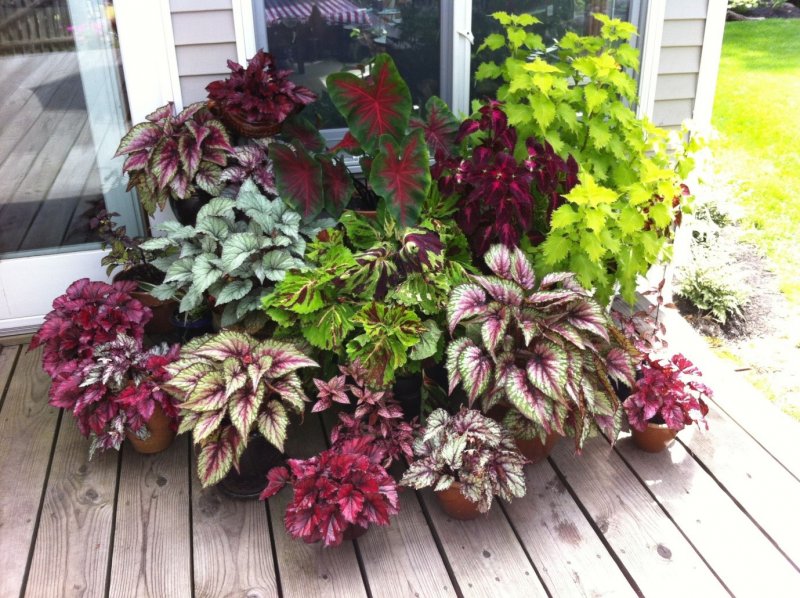 22. Appealing Coleus Flower Beds