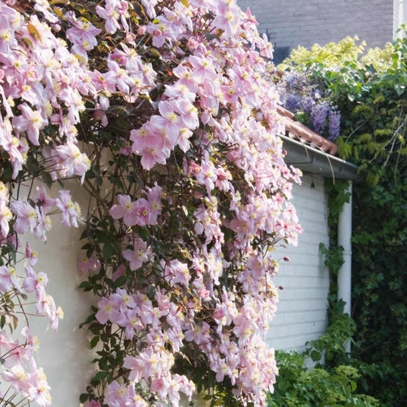 9. Clematis Climbing Wall