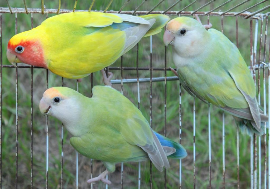 12 Jenis  Lovebird  Tercantik di Dunia Gambar  