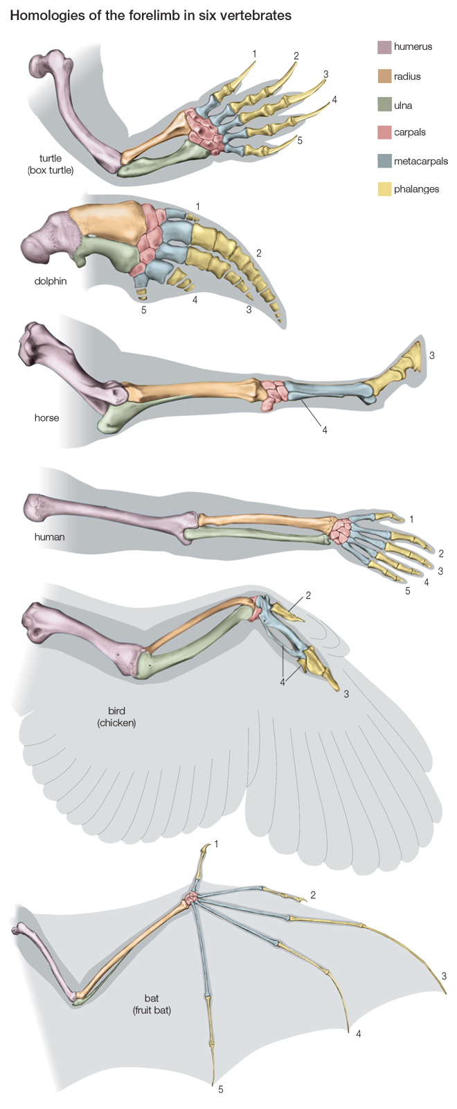 Susunan Tulang Lengan Pada Beberapa Hewan Vertebrata