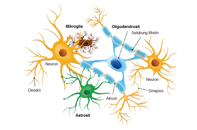 Sel Saraf Neuroglia