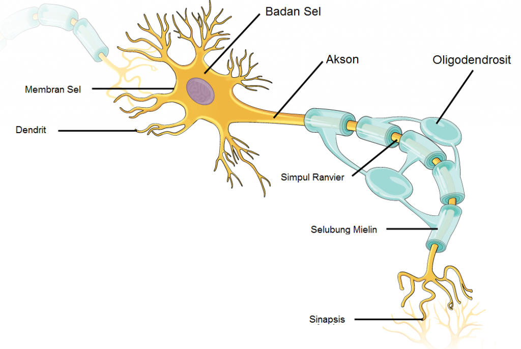 cells have a single dendrite at one end