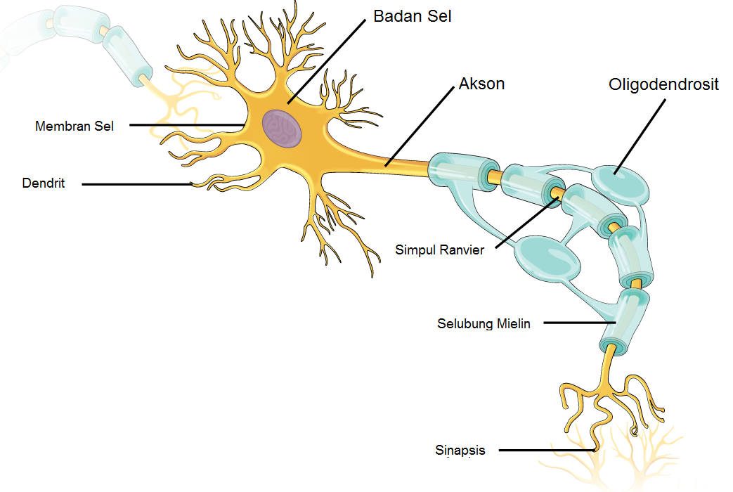 Sel Saraf Neuron