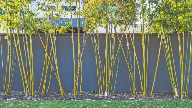 Desain Taman Bambu dengan Gaya Minimalis